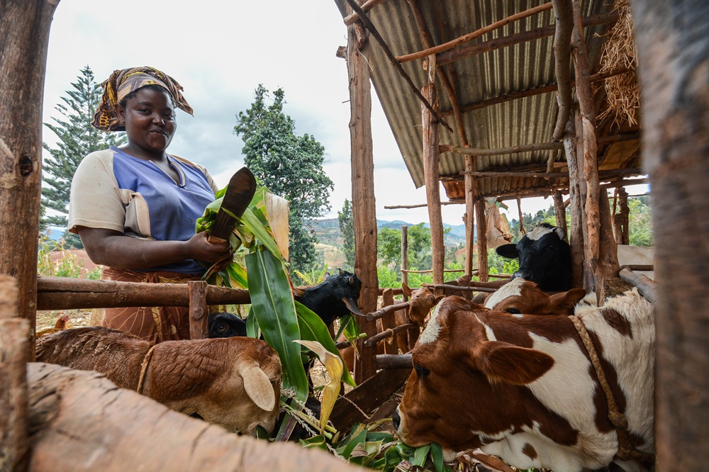 Sustainable Livestock