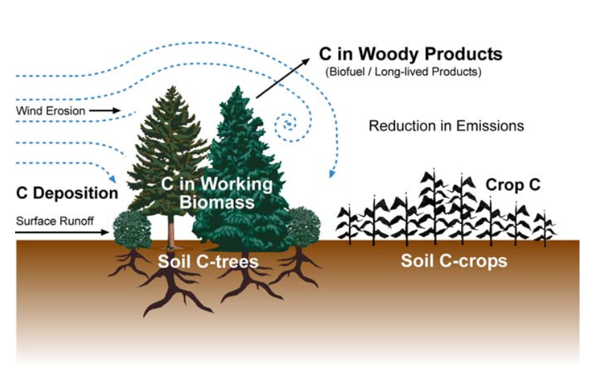 Agroforestry